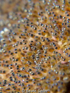 Little Nemo's by Beate Seiler 